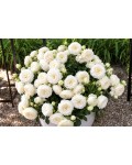 Rose Артеміс в горщику